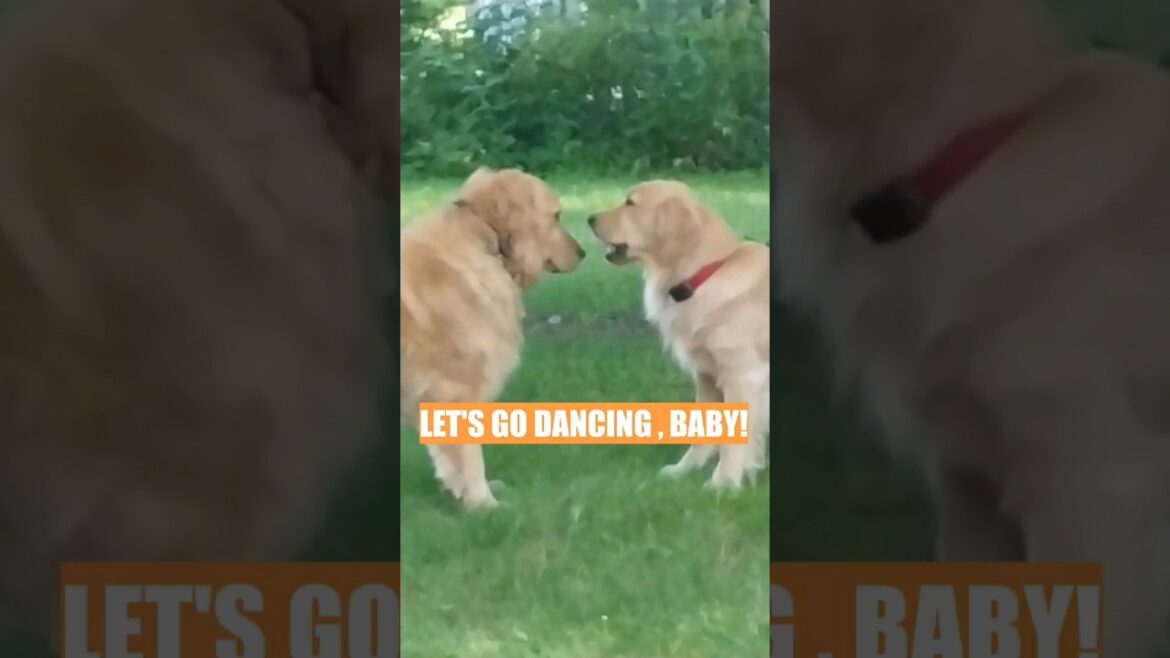 Golden Retrievers Cooper & Sweetie go dancing 😆 #dog #goldenretriever #doglover  #music 🐕 💘
