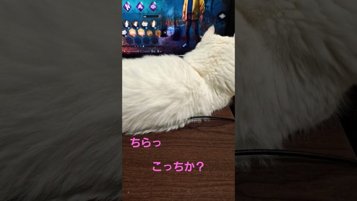 【オッドアイ幸せを呼ぶ猫】ゲームに反応するラビちゃん#猫#cat#白猫#キンカロー#shorts