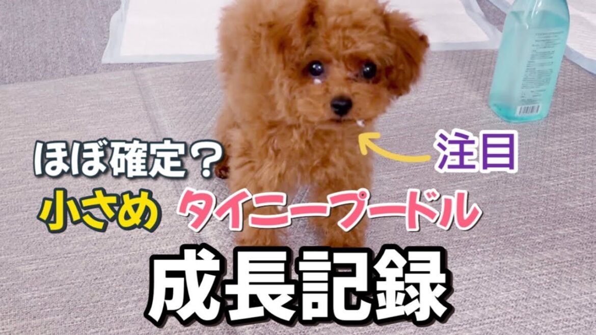 770gだったトイプードル子犬が生後7ヶ月になりました