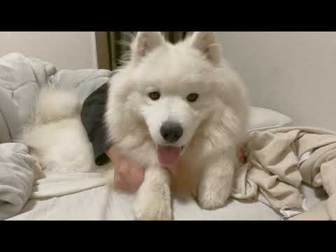 寝る前に必ずベッドに遊びにくるサモエド犬がかわいい 寝る前に必ずベッドに遊びにくるサモエド犬がかわいい