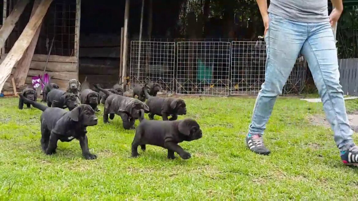 Criadero Mastín Napolitano - Puppies Neapolitan Mastiff