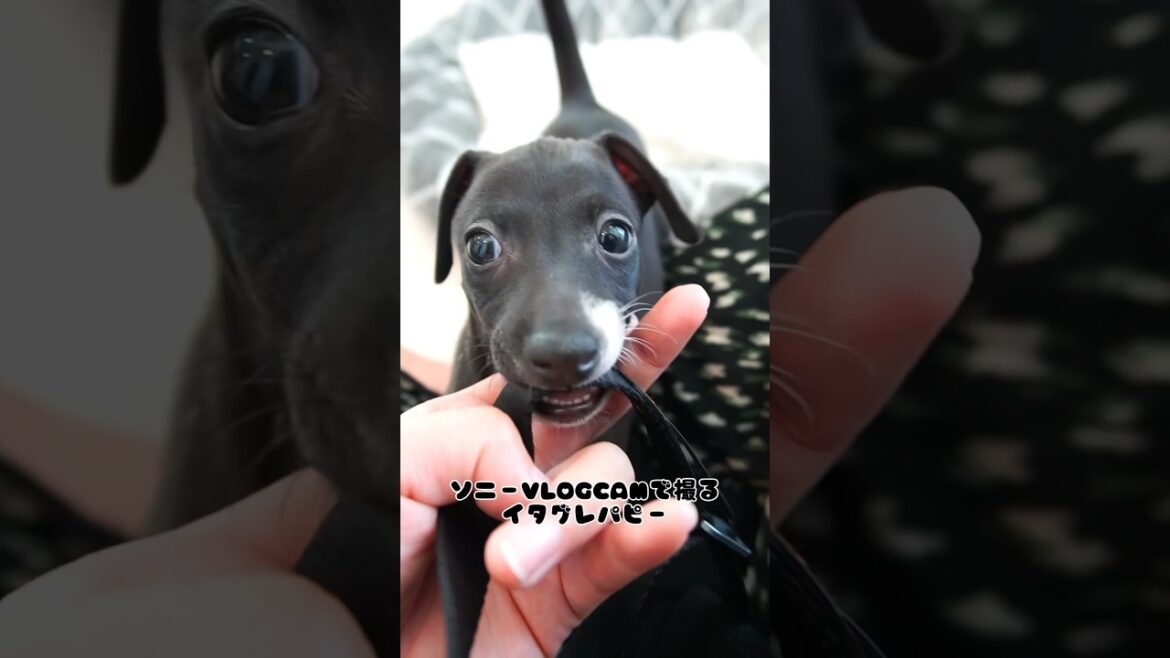 SONY VLOGCAMで撮るイタグレパピー #イタリアングレーハウンド #イタグレ #イタグレパピー #sonyvlogcam