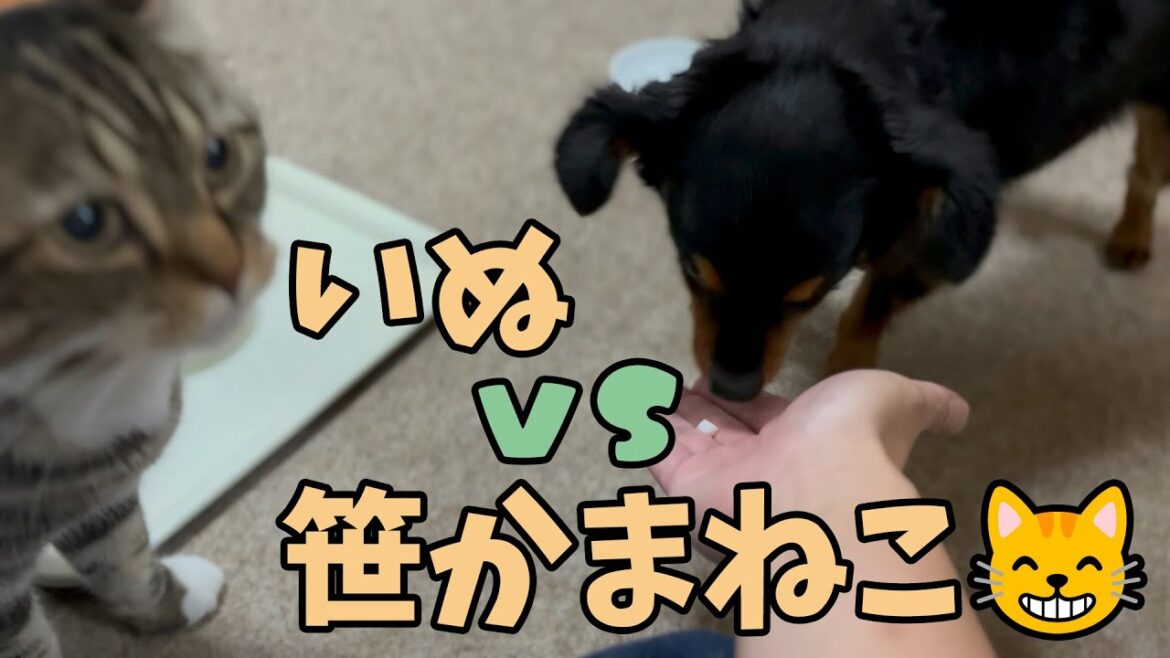 【ねこだぬき３分クッキング】笹かま大好きねこ兄😸 VS 笹かまに目覚めた末っ子いぬ🐶