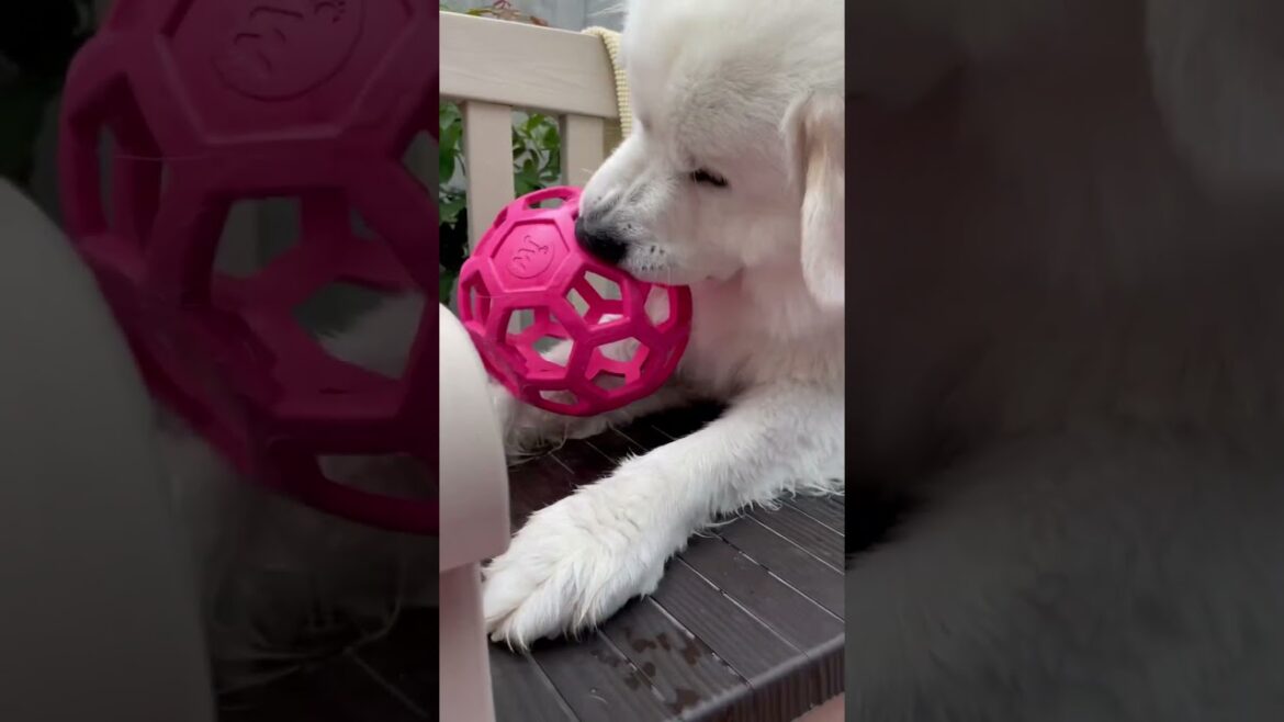 噛み心地がはっきりしないボールに苦戦する犬　　　　　　　　　　#グレートピレニーズ #greatpyrenees #超大型犬