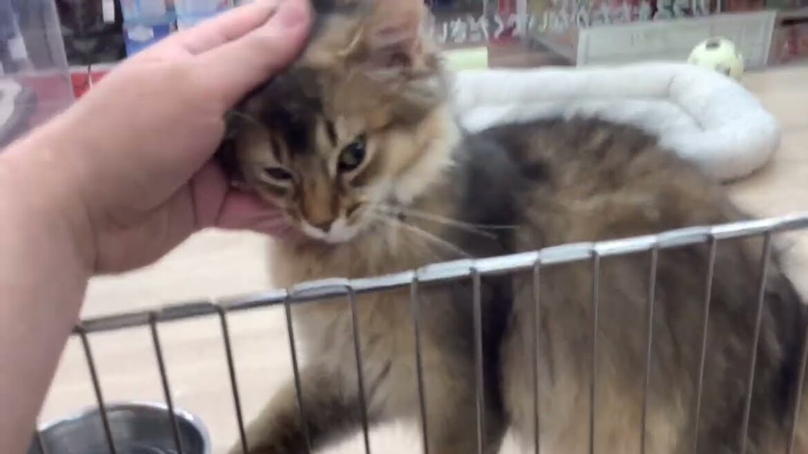 甘えん坊ソマリちゃん