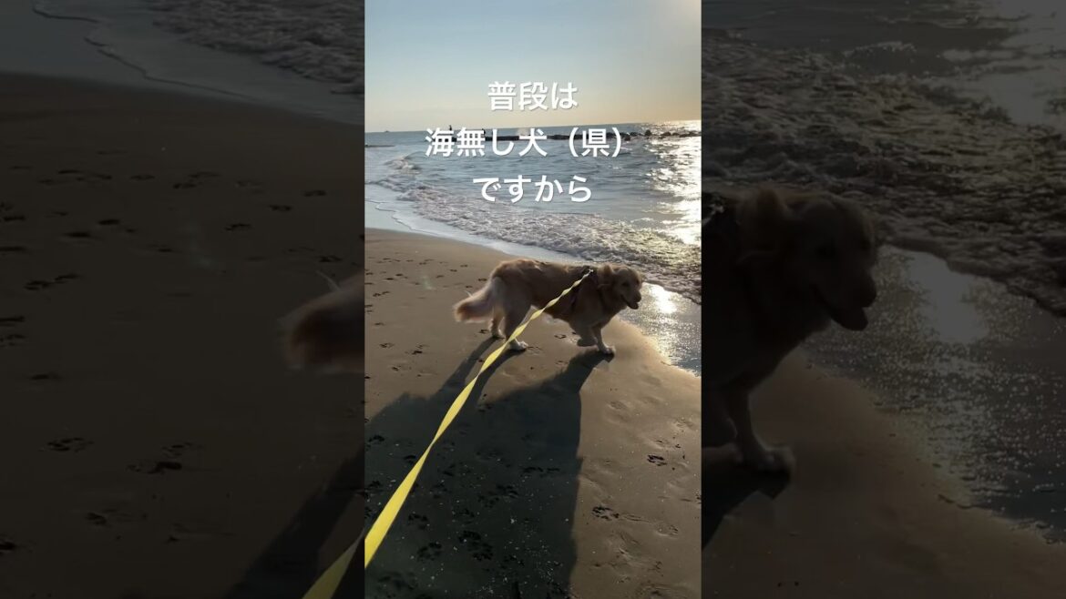 海無し県から来た犬　Ocean ゴールデンレトリバー　ボクサー犬