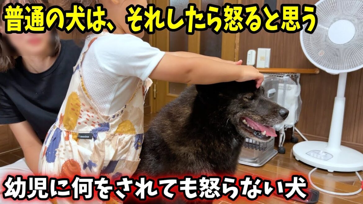 子供にだけは、極度に優しい甲斐犬の一休さん