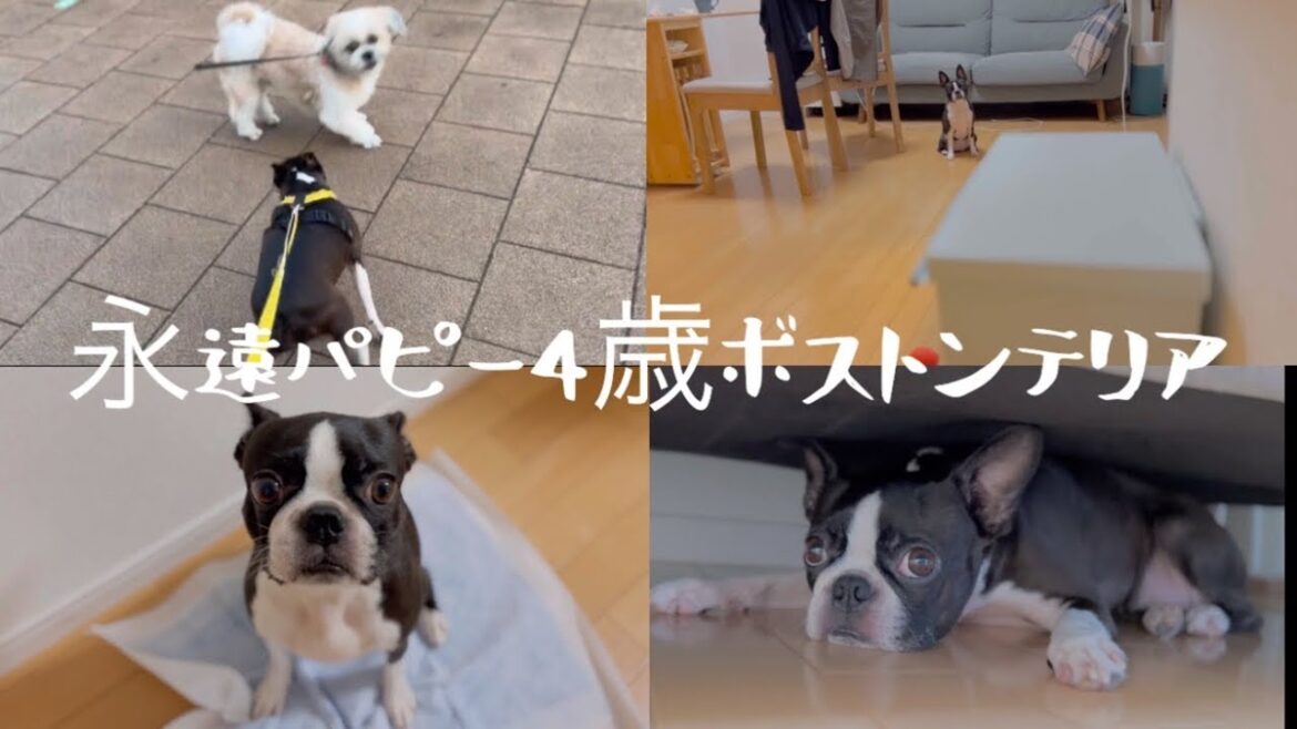 永遠パピーな愛犬と過ごす時間/ちょっとした嬉しいお知らせ【ボストンテリア】