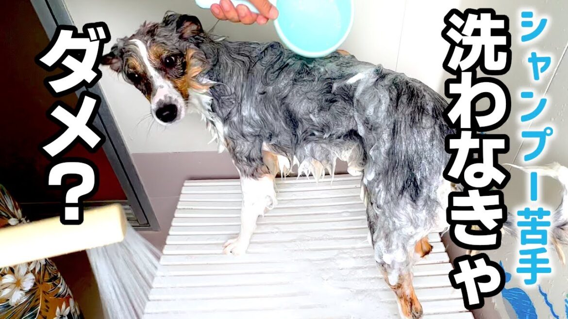 【ボーダーコリー】シャンプーは絶対に嫌！！でも頑張る子　#犬シャンプー
