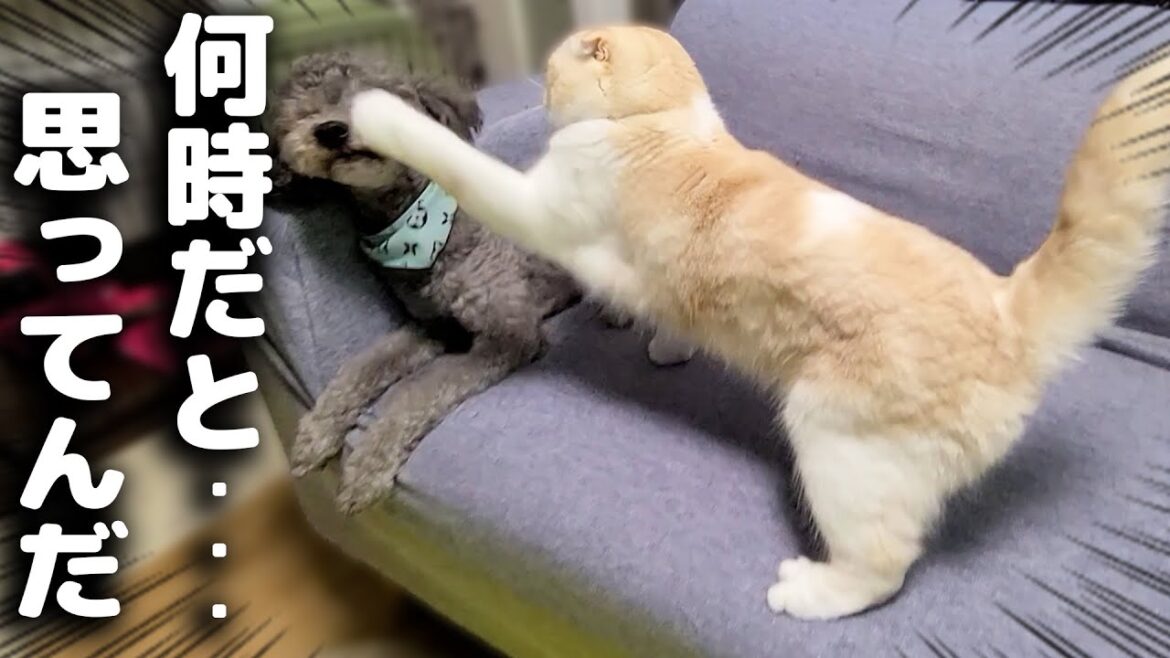 深夜に犬が走り回ってたら猫に怒られてしまった瞬間がこちら...笑