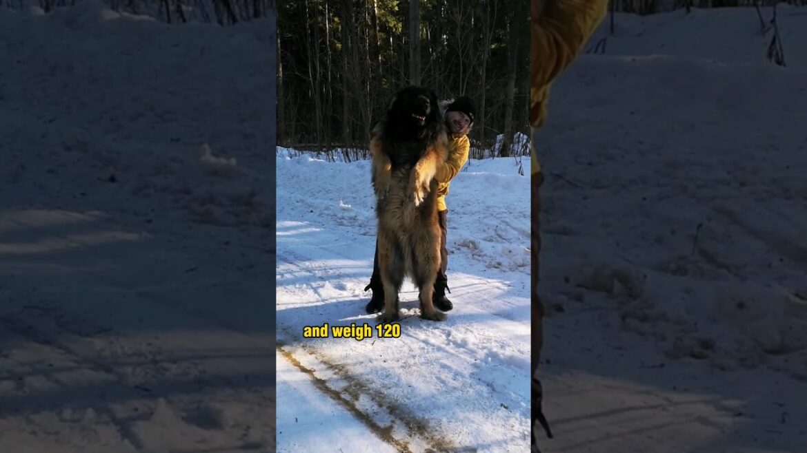 Leonberger Dog - Gentle Giant