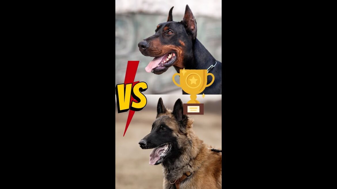 Doberman VS Malinois #shorts Doberman VS Malinois #shorts