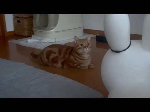 朝4時に突然鳴き始めたちゃびくん #猫 #マンチカン #猫の鳴き声 朝4時に突然鳴き始めたちゃびくん #猫 #マンチカン #猫の鳴き声