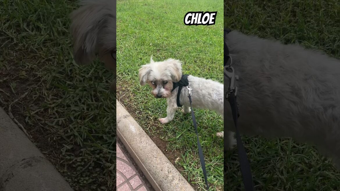 ❤️#youtubeshorts #shortvideo #shortsclip #shortsyoutube #dog #dogshorts #perros #chloe #bichonmaltes