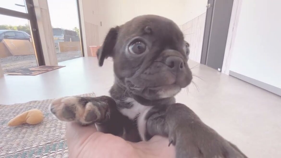 7/12生まれ！パグミックスの女の子！