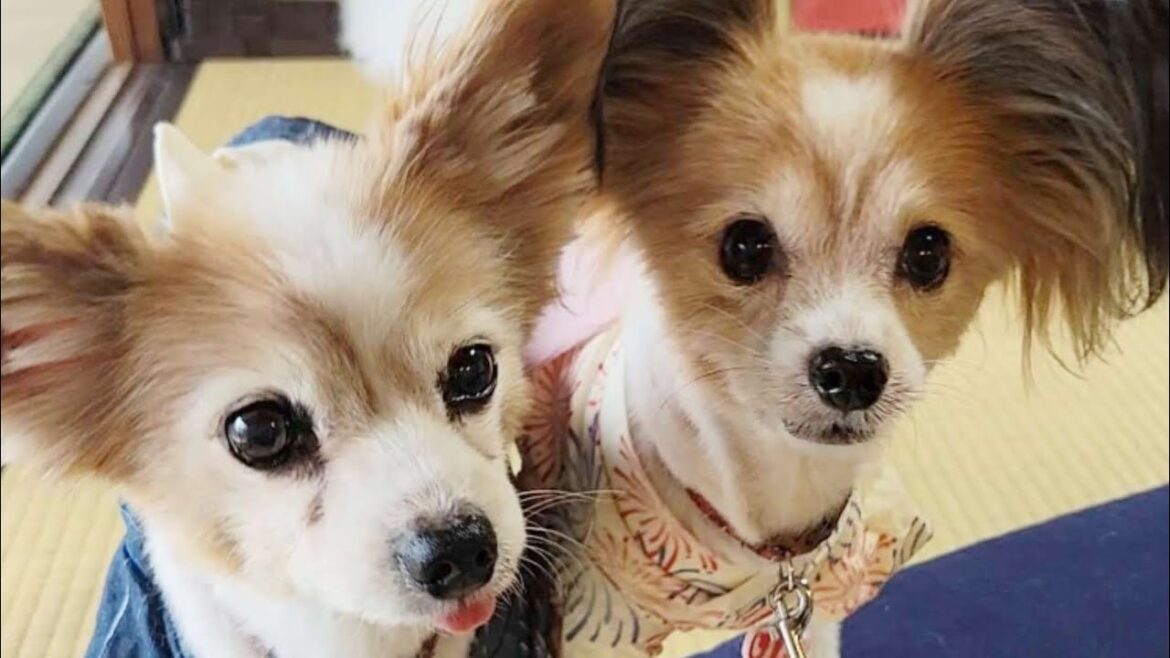 【お盆休み最終日】古民家カフェヒュッゲさんへ。4パピでワチャワチャランチ 【お盆休み最終日】古民家カフェヒュッゲさんへ。4パピでワチャワチャランチ