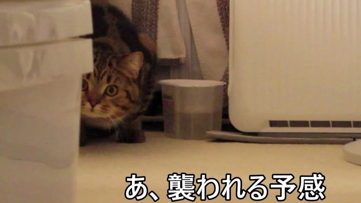 😻スコ猫ウリ~狙われるお主🧡 😻スコ猫ウリ~狙われるお主🧡