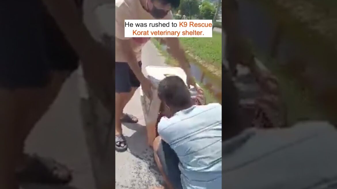 Abandoned golden retriever fell in a ditch after a road accident Abandoned golden retriever fell in a ditch after a road accident