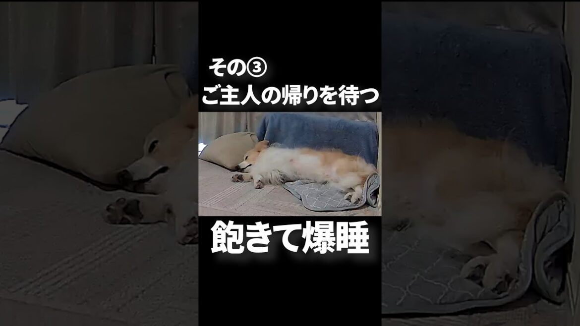 飼い主が出かけた後、犬と猫が何をしているのか検証してみた #ボーダーコリー #furbo #shorts 飼い主が出かけた後、犬と猫が何をしているのか検証してみた #ボーダーコリー #furbo #shorts