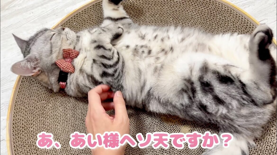 甘えるあい様七変化🌹 #猫 #アメリカンショートヘア