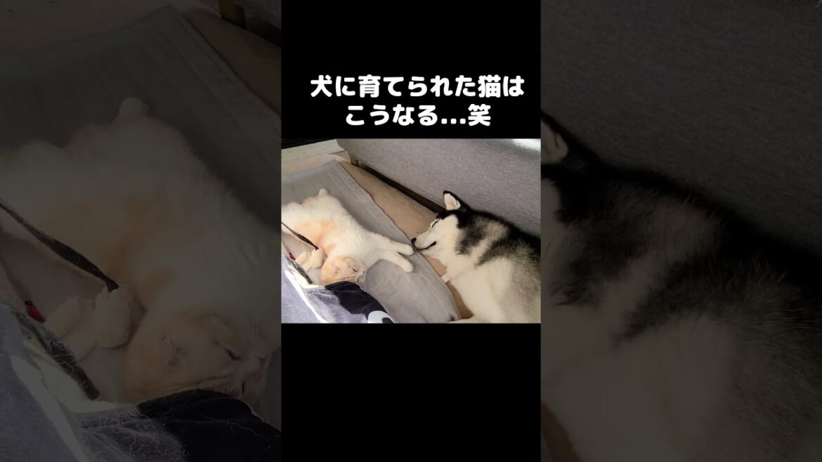 犬に育てられた猫はこうなります…#shorts 犬に育てられた猫はこうなります...#shorts