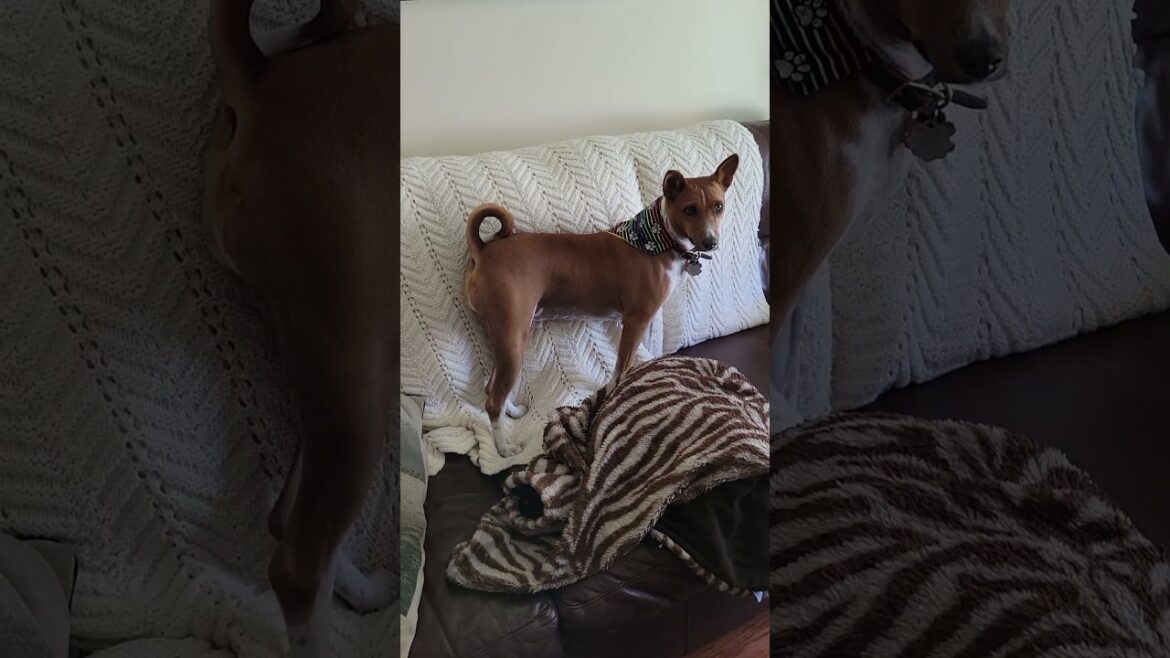 🌈 rainbow bandana #basenji #dogs #shorts