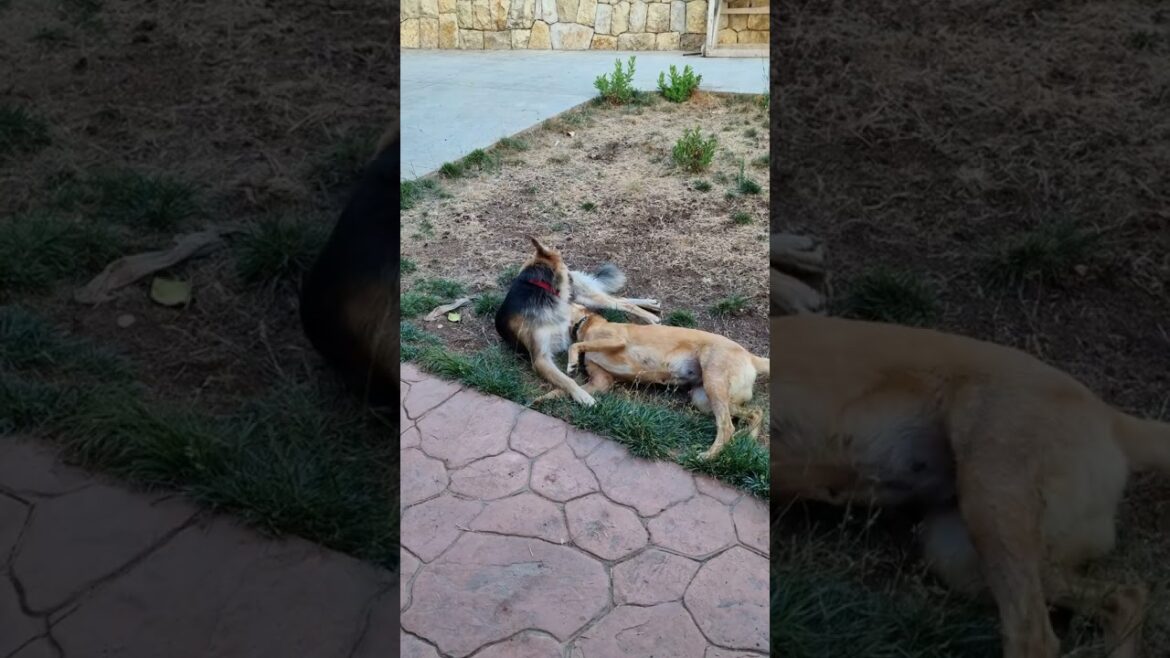 EP057 REXO vs his girlfriend Kaira [round 3of5]