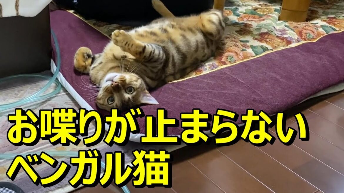 お喋りが可愛すぎるベンガル猫