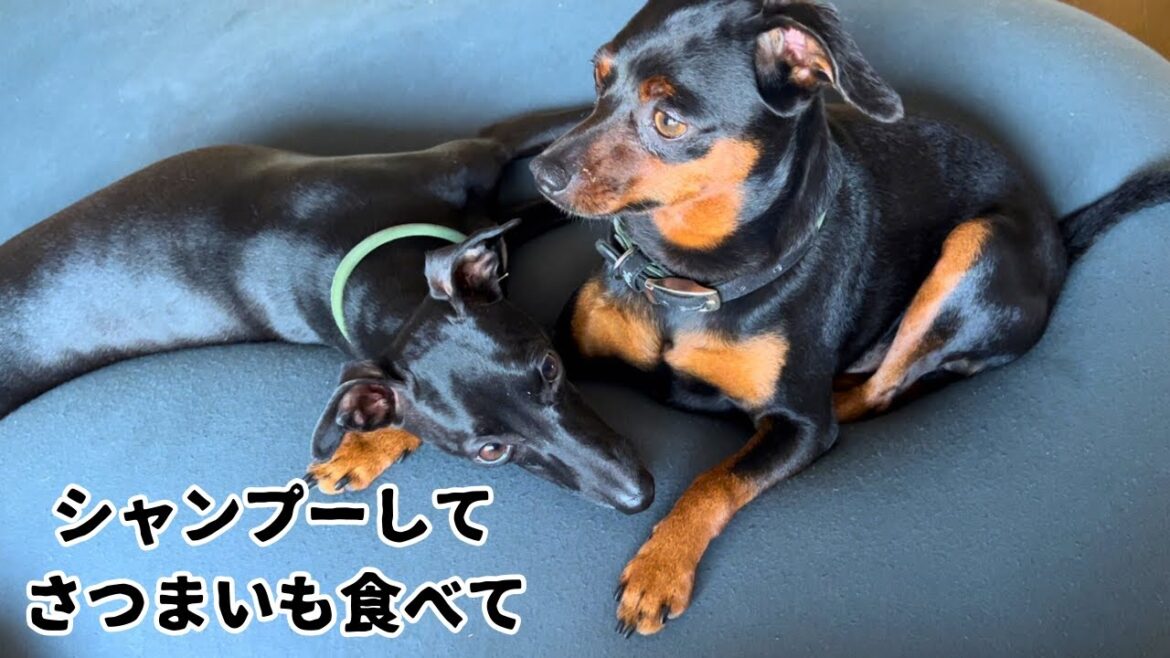 シャンプーしてさつまいもを食べた日【ミニピン】【イタグレ】
