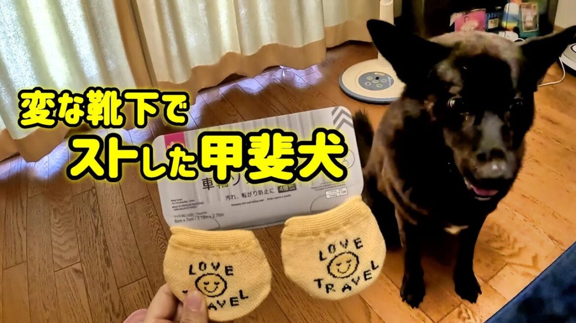 変な靴下でストライキの甲斐犬-　甲斐犬いち