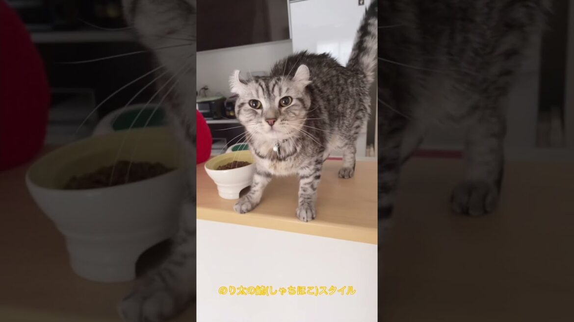 「アメリカンカール☆のり太」猫の鯱（しゃちほこ）！のり太の姿が可愛すぎる(*'ω'*)