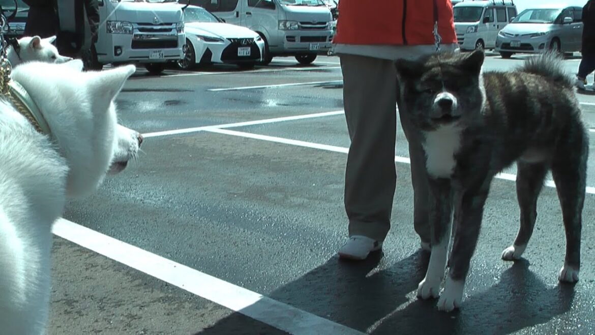 秋田犬　闘犬　にらみ合い！