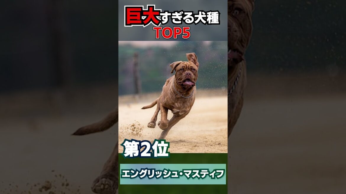 世界で最もデカくなる犬 TOP5#shorts #ランキング #犬 世界で最もデカくなる犬 TOP5#shorts #ランキング #犬