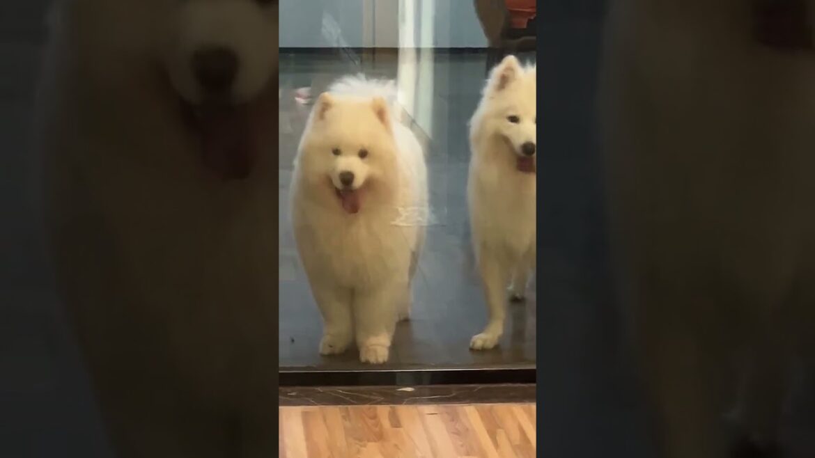The Ultimate Guide to Pet Vlogging: Unleashing the Cutest Fur Babies!