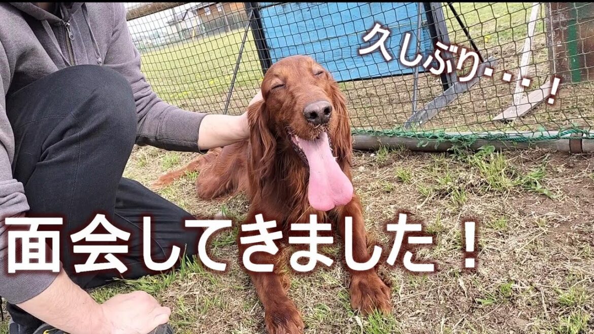 訓練中の琥太郎に面会してきました!|アイリッシュセッター 訓練中の琥太郎に面会してきました!|アイリッシュセッター