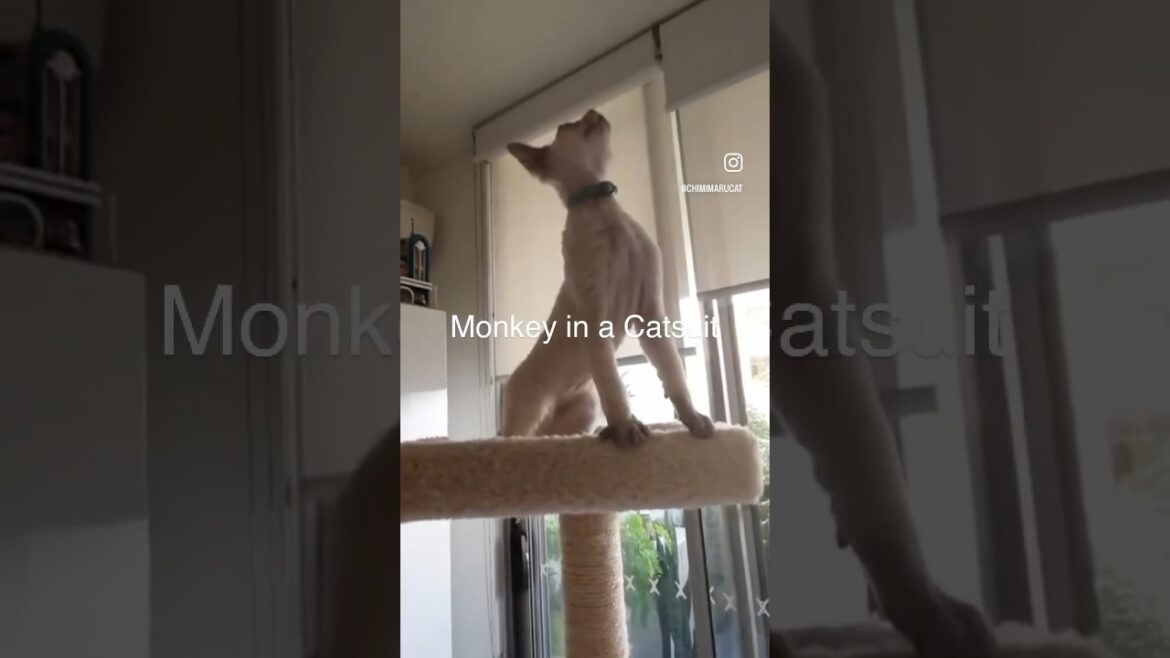 Devon Rex Cat - Monkey 🐒 Business in a Cat Tower. 猫を迎えたはずなのに。おぬしは猿だったのか😲😅