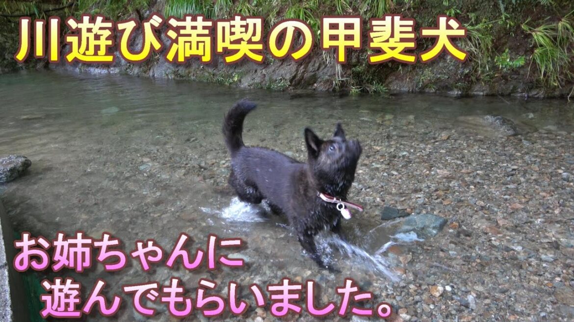 甲斐犬の川遊びシーズン突入！水遊び大好き甲斐犬！お姉ちゃんに川で遊んでもらいましたー和泉市立青少年の家 槇尾山グリーンランド‐　甲斐犬いち