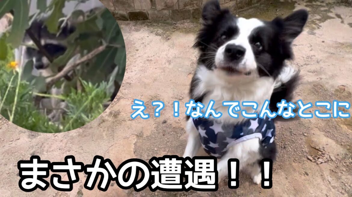 お散歩中にまさかの遭遇‼️😳 #ボーダーコリー #bordercollie #犬