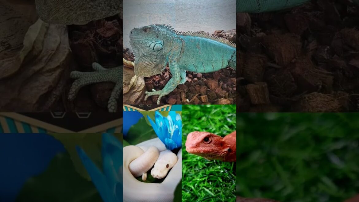 #tarantula #ballpython #reptile #snakes #beardie #jennaortega #animals
