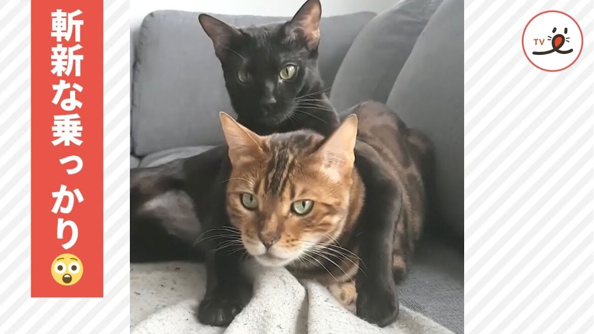 斬新だにゃ💡 スフィンクスのようなポーズで乗ってくるニャンコ😼✨【PECO TV】