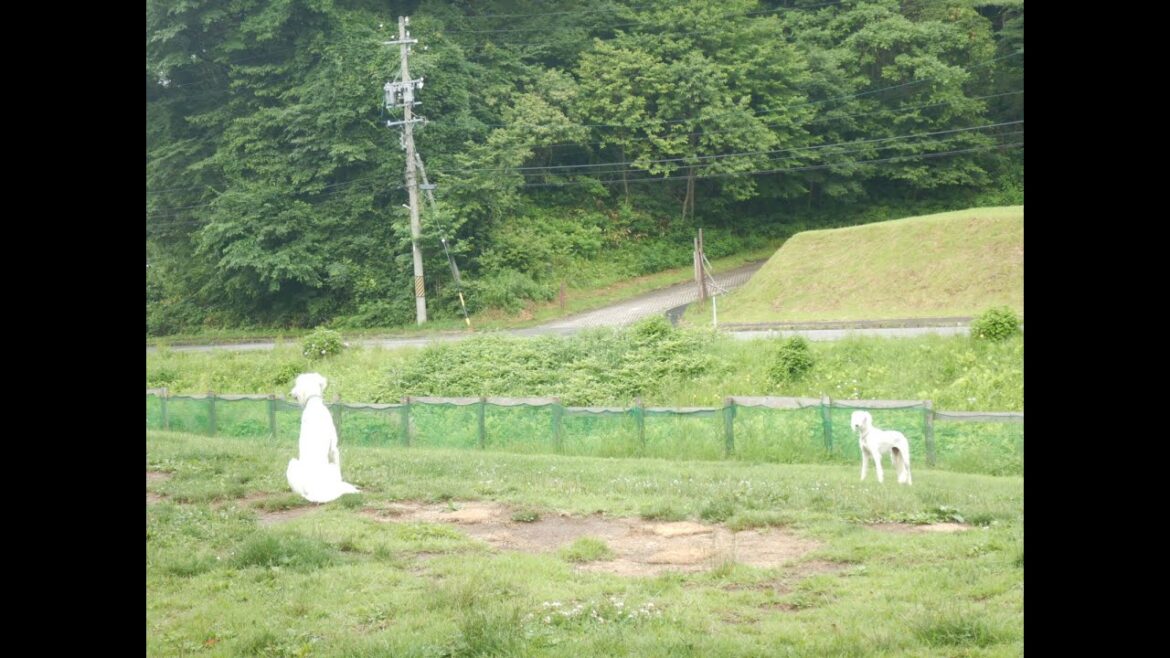 置物気分の大人サルーキ♪（Saluki）
