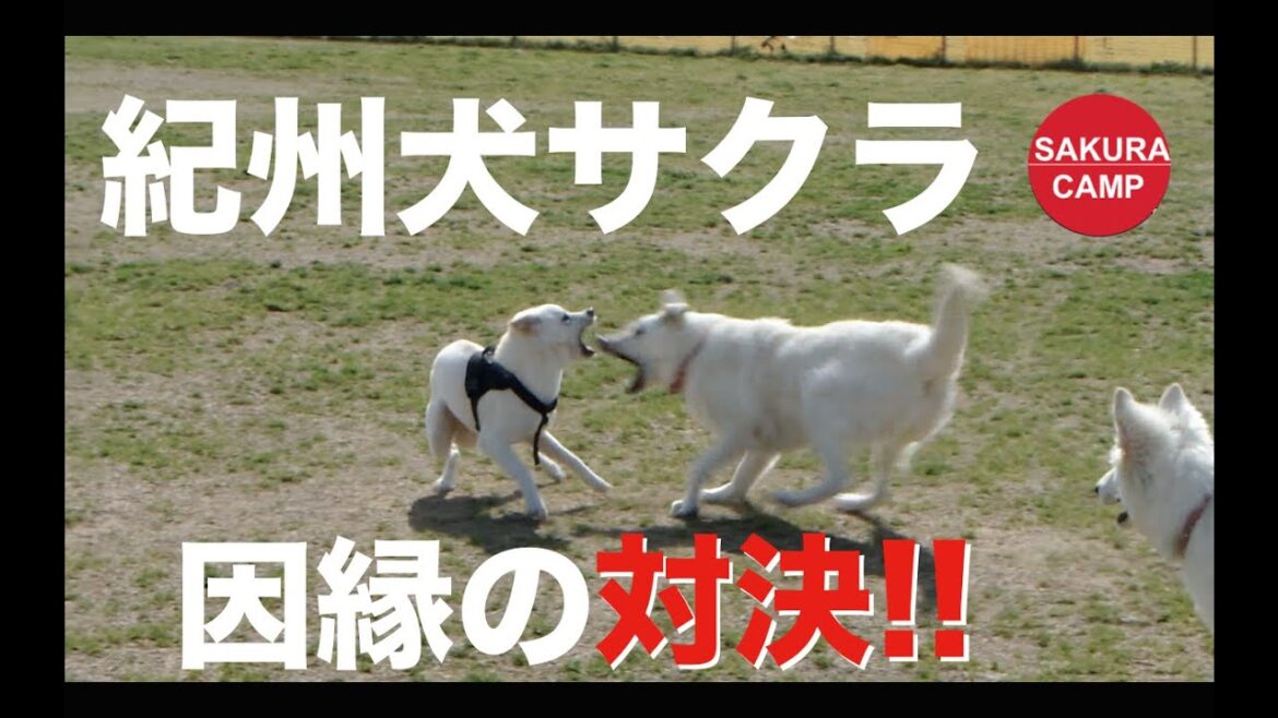 【犬と暮らす】紀州犬サクラ・因縁の対決