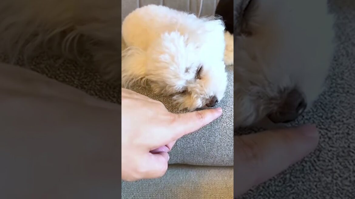 この犬敏感過ぎる、、、