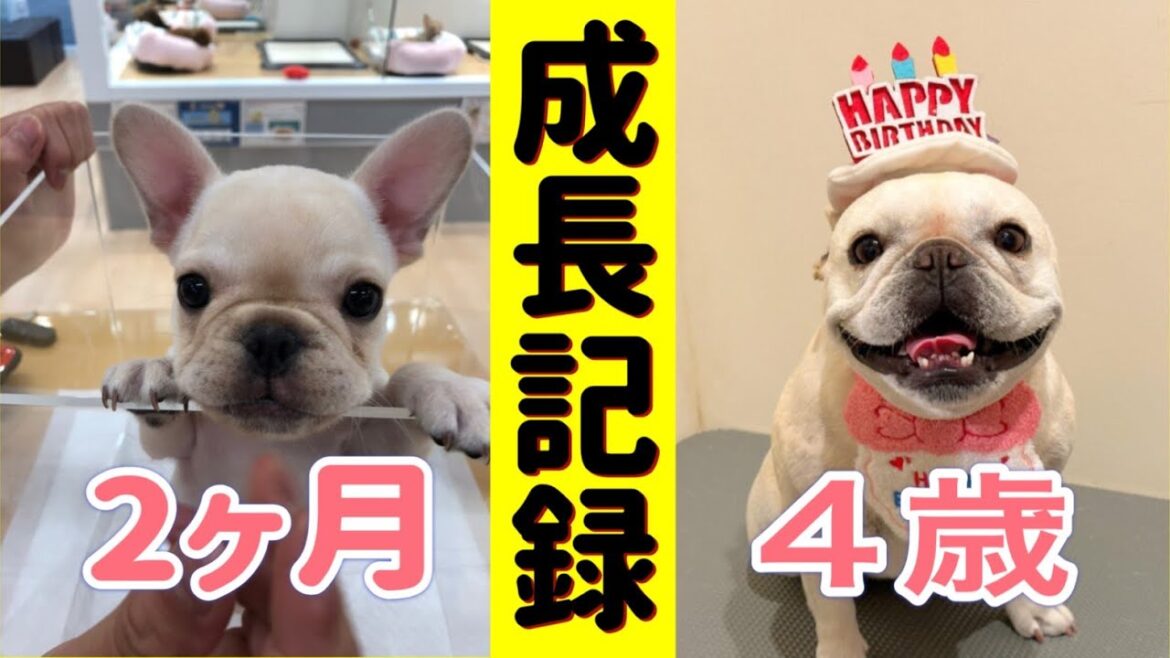 【フレンチブルドッグ】お迎え～4歳までの成長記録 ～ベルちゃん編～