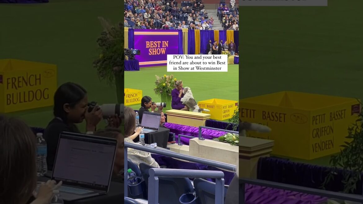 Buddy Holly The Petit Basset Griffon Vendéen Just Won Best In Show #shorts