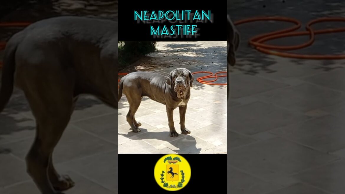 NEAPOLITAN MASTIFF BARKING [Dog Shorts]