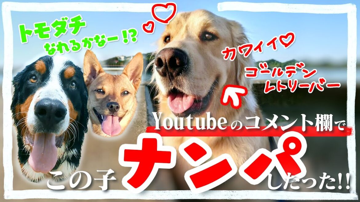夫がコメント欄で白昼堂々ナンパしてました・・・【犬を】ゴールデンレトリーバーはかわいい