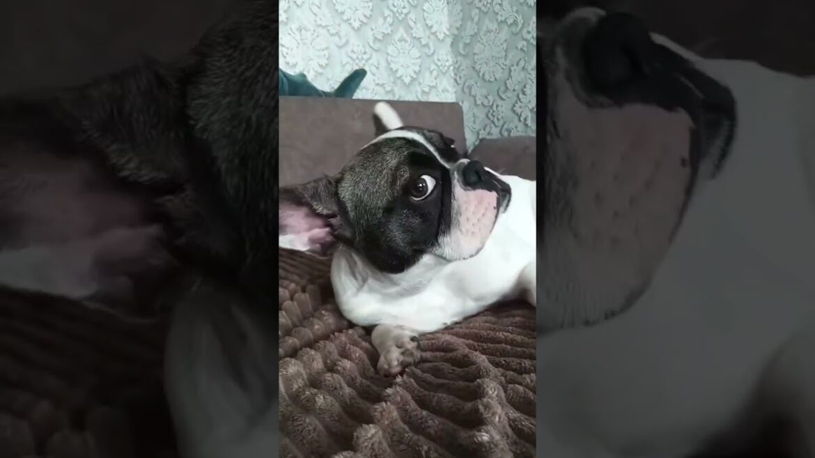 Я не мопс 💔