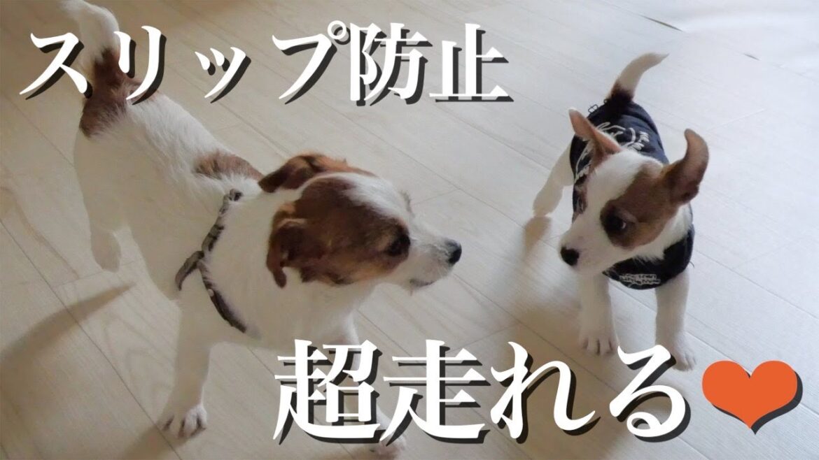 【賃貸OK】新居のフローリングを愛犬達のために改良しました/ジャックラッセルテリア/多頭飼い