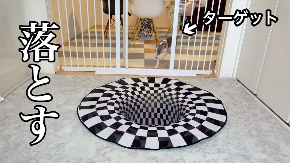 地面に穴が空いてるように見えるトリックアートを犬部屋に置いておいたらwww【再投稿】